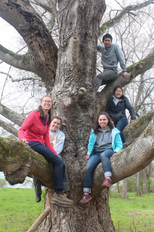 Volunteer group photo in a tree